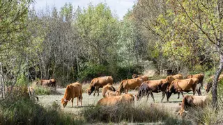 El burro zamorano y la vaca alistana, en extinción en muchos pueblos de Zamora