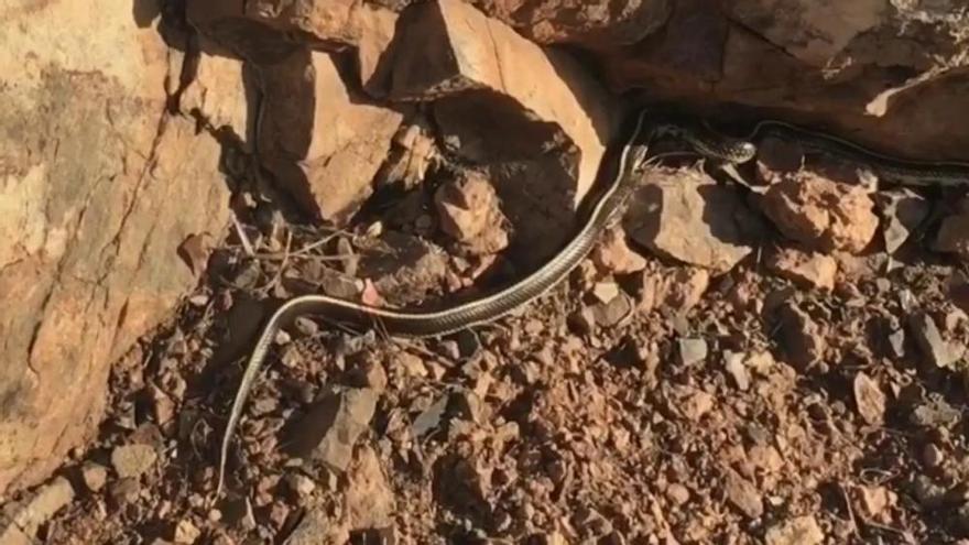 Serpiente hallada en la zona del mirador de Fataga