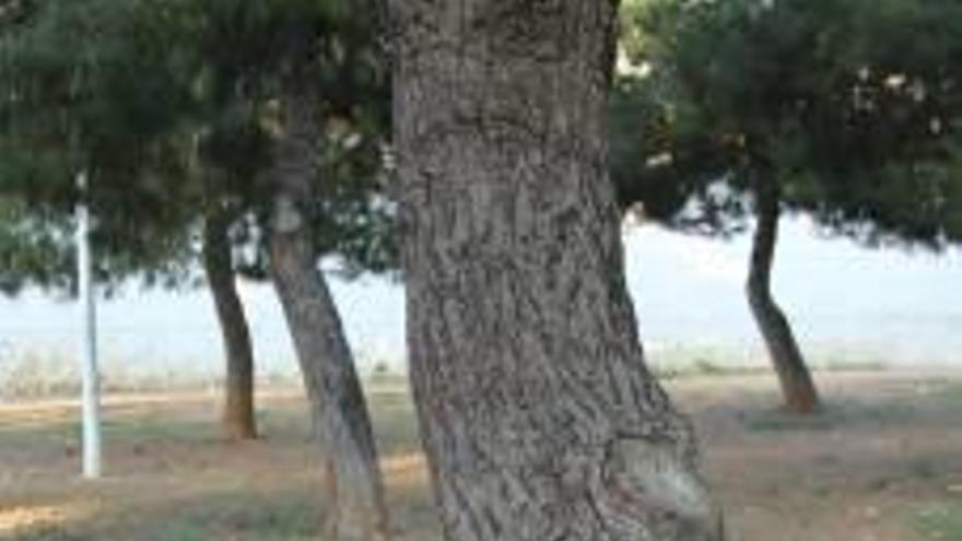 Un trozo de cuerda con el que estaba atada la joven a este árbol.
