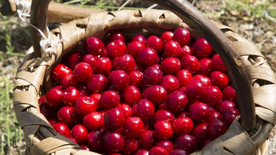 La DOP Cereza del Jerte prevé certificar hasta 3,5 millones de kilos de picota en una campaña con buenas expectativas