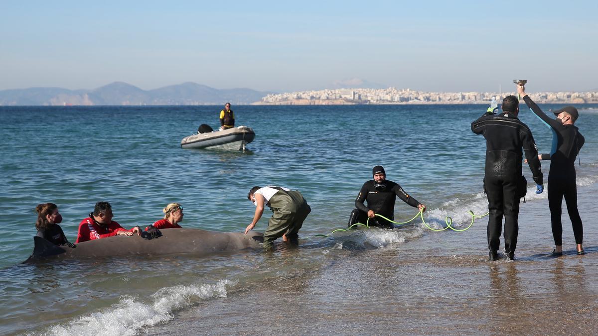 Beaked whale runs aground near beach in coastal in Athens