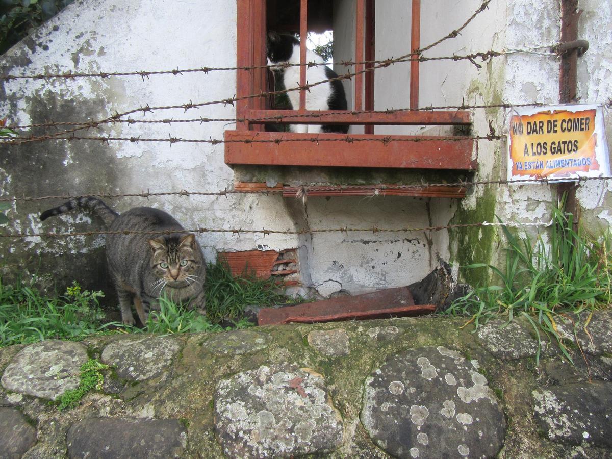 Algunos de los felinos del barrio de La Pedrera.
