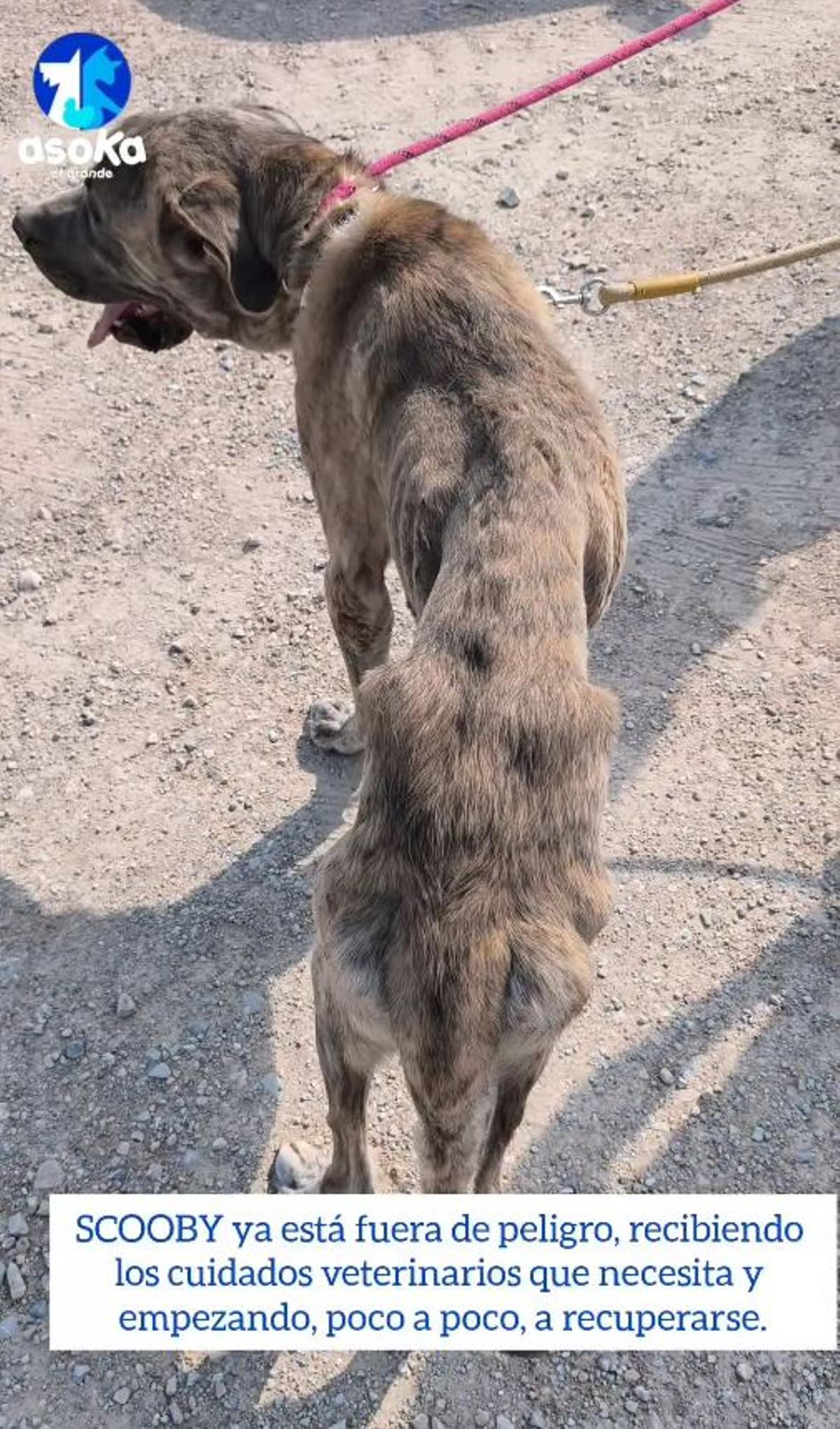 Scooby estaba esquelético, lleno de heridas y sin agua: el rescate que ha conmocionado a una protectora de Alicante