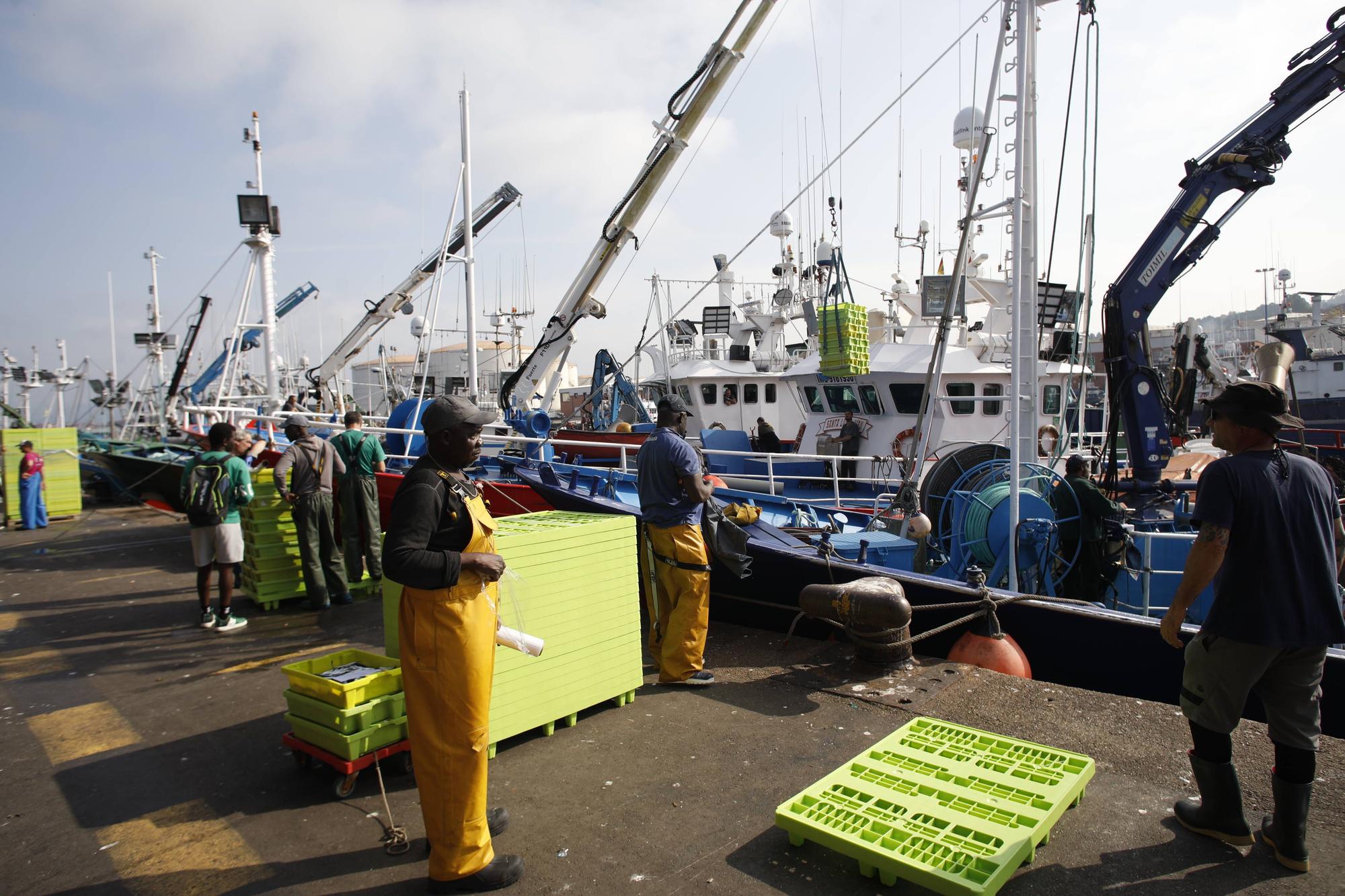 En imágenes: Gran descarga de bocarte en el puerto de Gijón