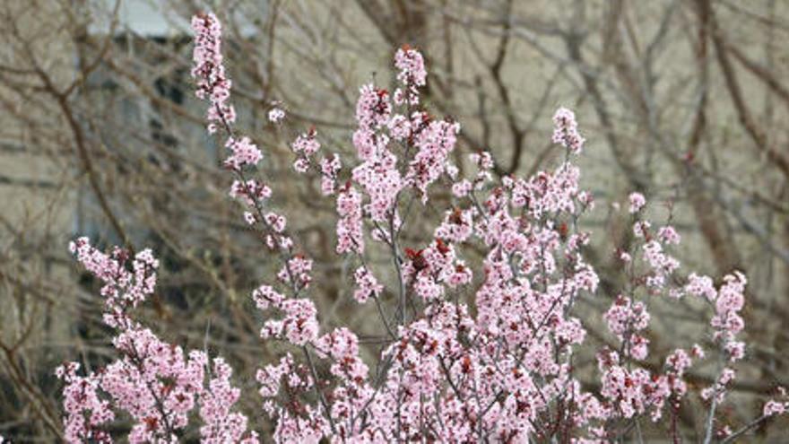 Un arbre florit en els darrers compassos de l&#039;hivern, el 17 de març de 2021