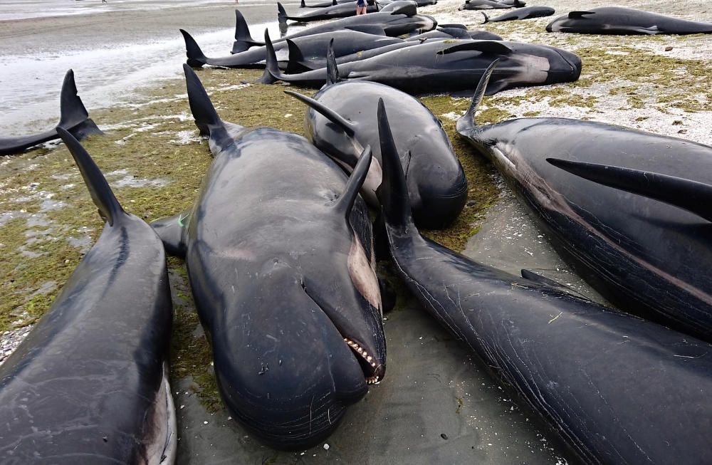 Unas 300 ballenas piloto han sido halladas muertas, varadas en la bahía Golden, en la isla Sur de Nueva Zelanda.