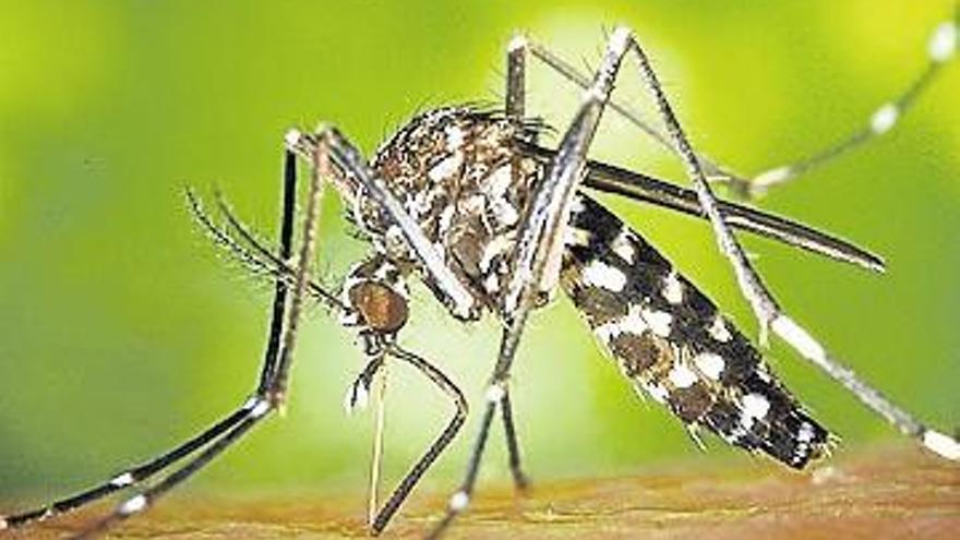 La proliferación del mosquito tigre conlleva más picaduras