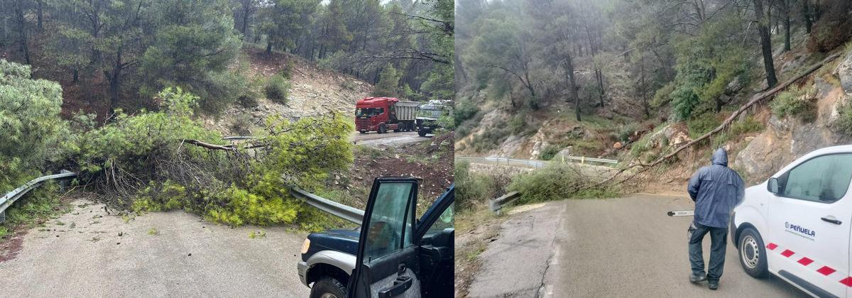 Árboles caídos en la carretera MA-5401, que ha provocado su corte