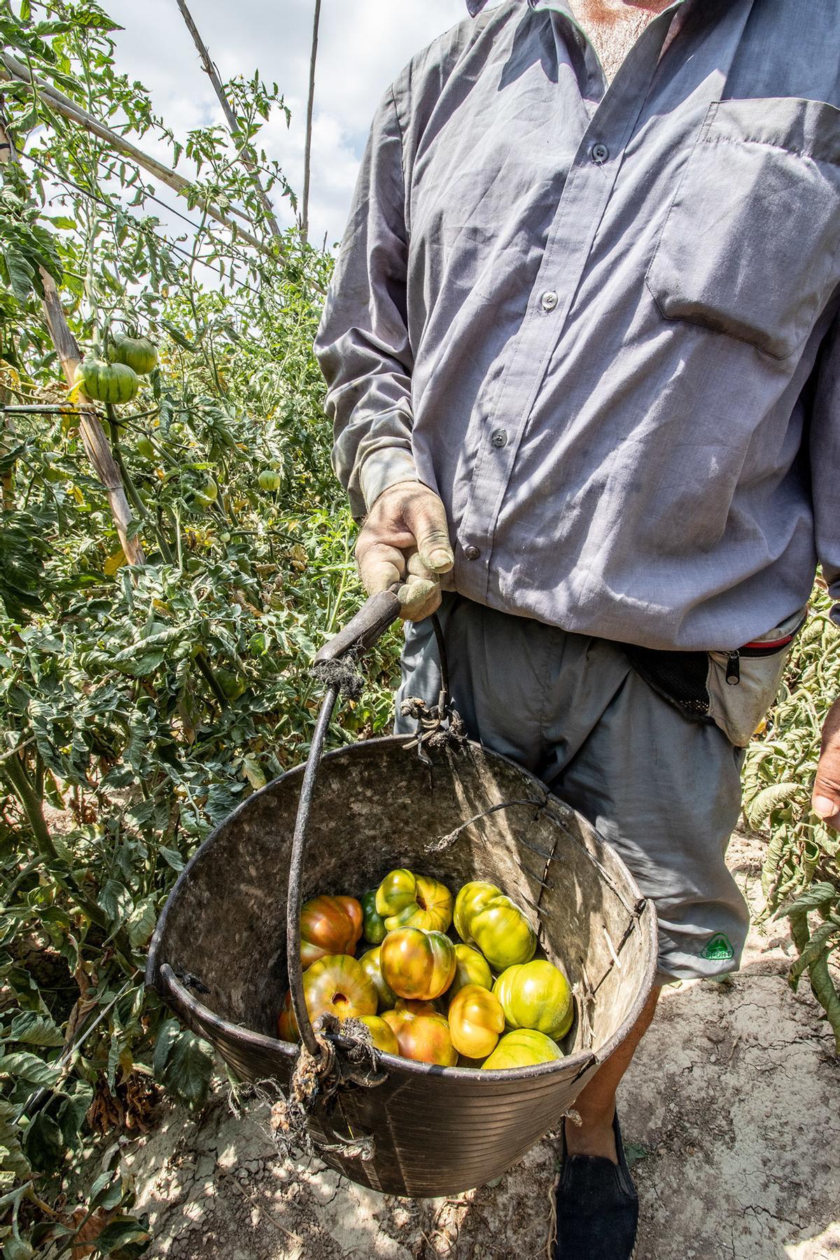 Cultivo de tomate en una finca de la provincia de Alicante