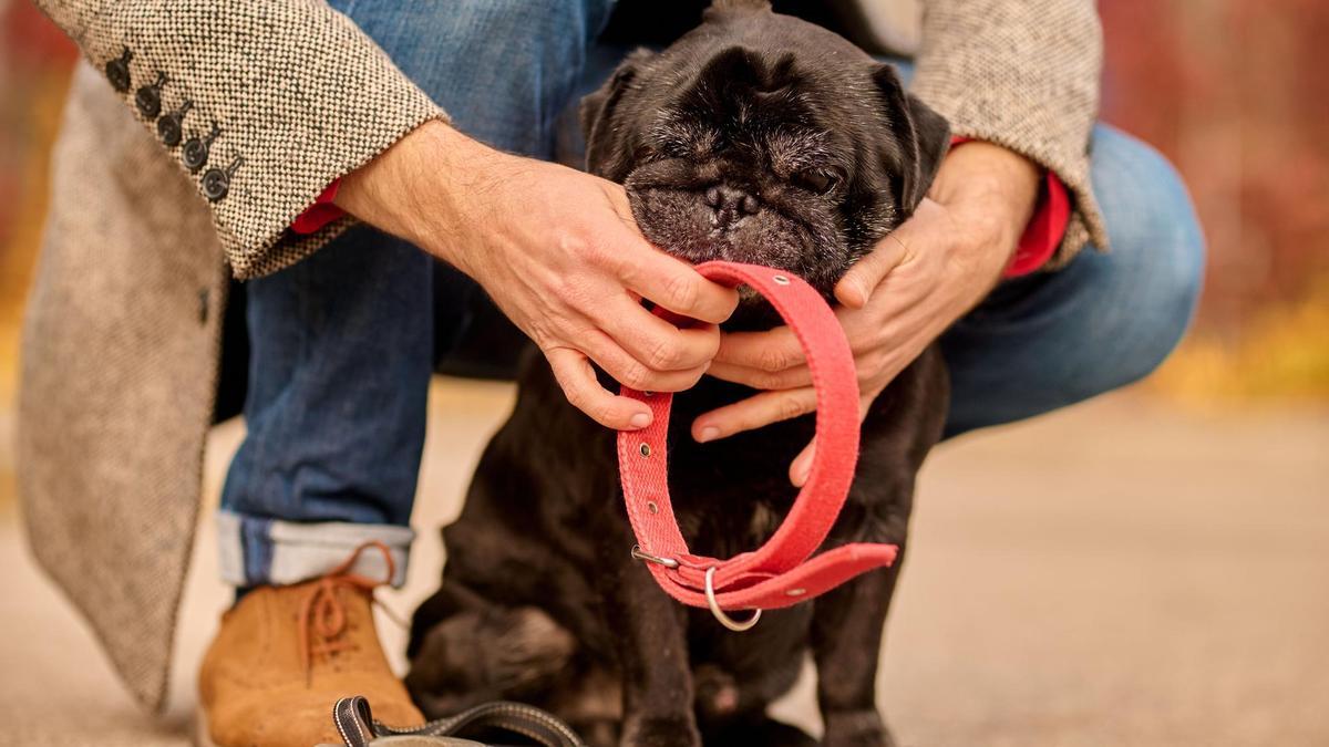 ¿Es malo que tu perro lleve collar todo el día? Esto dicen los veterinarios