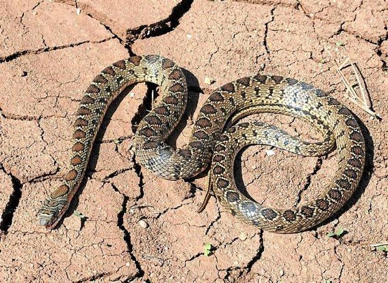 Die Hemorrhois hippocrepis trägt ihren Namen dank einer hufeisenförmigen Zeichnung auf dem Kopf. An ihrem Kettenmuster auf dem Rücken ist sie gut zu erkennen. Die Hufeisennatter wird circa anderthalb Meter groß, gehört zu den kürzlich eingeschleppten Arten und verspeist besonders gern Mäuse und Ratten, weshalb sie häufig in Häusern und Gärten zu finden ist. Wikicommons