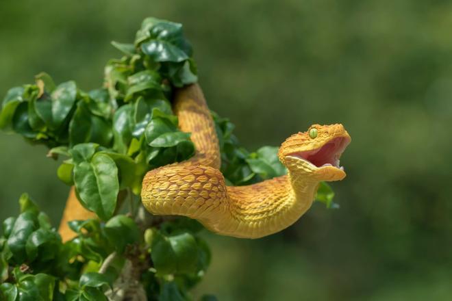 Supervivencia, ataque serpiente