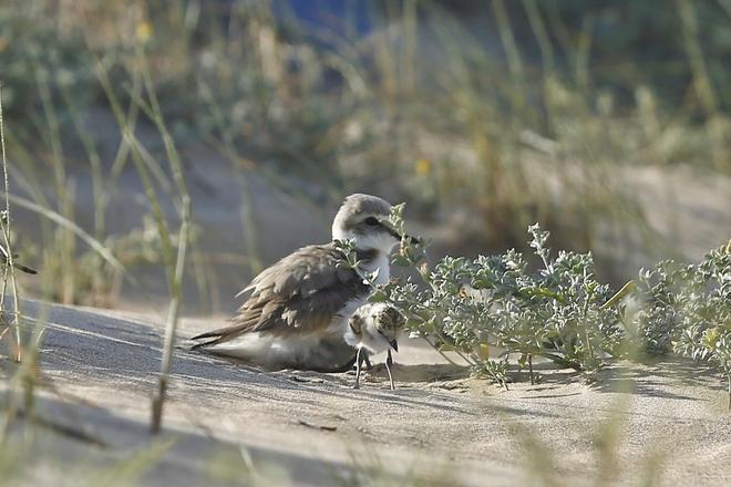 Nidificación del chorlitejo patinegro en 2021 en la playa de La Mata donde se habilitó una zona de reserva