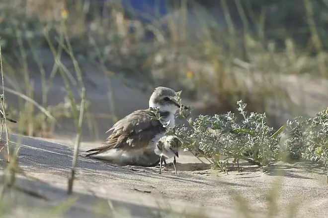 Torrevieja reserva una zona de nidificación para el chorlitejo patinegro en plena playa de La Mata