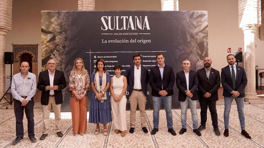 Sultana, la nueva variedad cordobesa que va a liderar el futuro del olivar de alta densidad