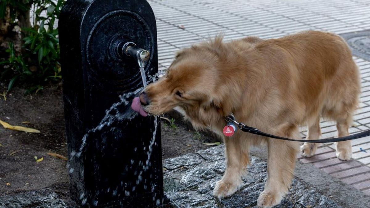 ¡Alerta canina! El peligro invisible del verano: cómo proteger a tu perro del golpe de calor
