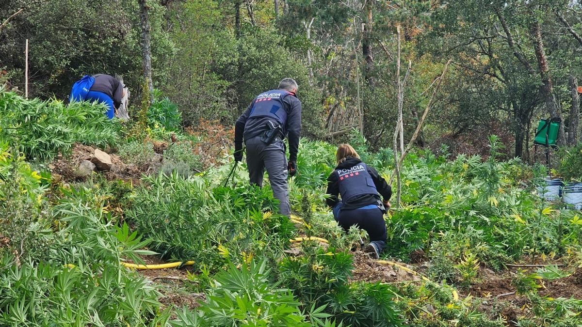 Plantación destruida en las Muntanyes de Prades.