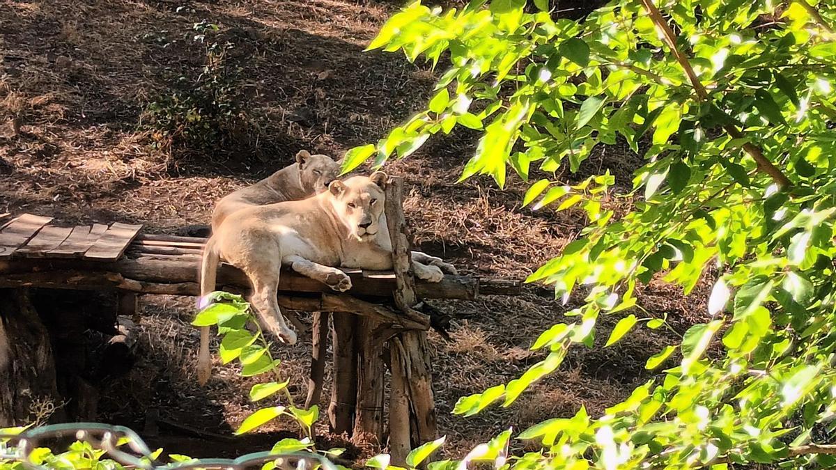 Reserva del Castillo de Las Guardas, en Sevilla
