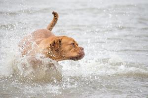 Las mejores piscinas para perros de Madrid