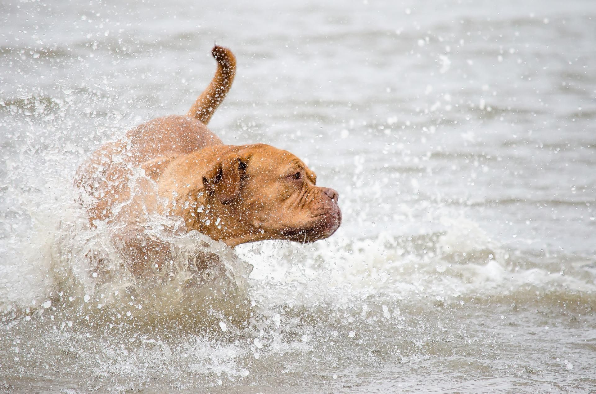 Perro en la playa