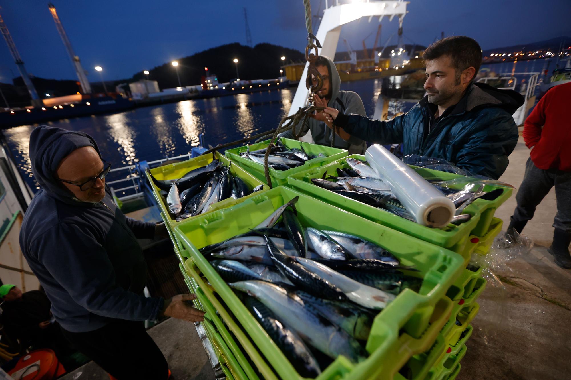 EN IMÁGENES: las primeras xardas del año llegan a Avilés