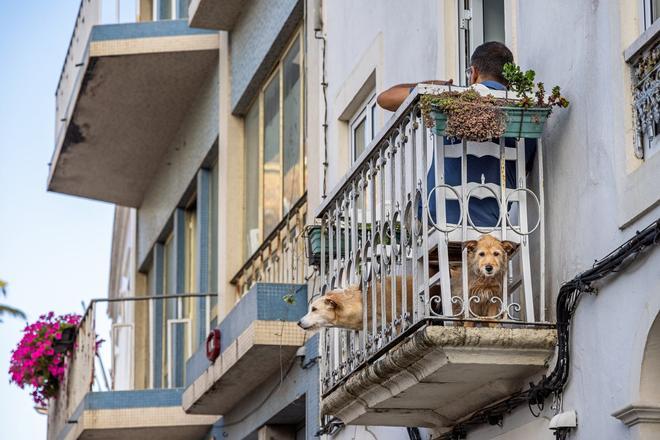 Perro, casa, vivir gratis, cuidando mascotas