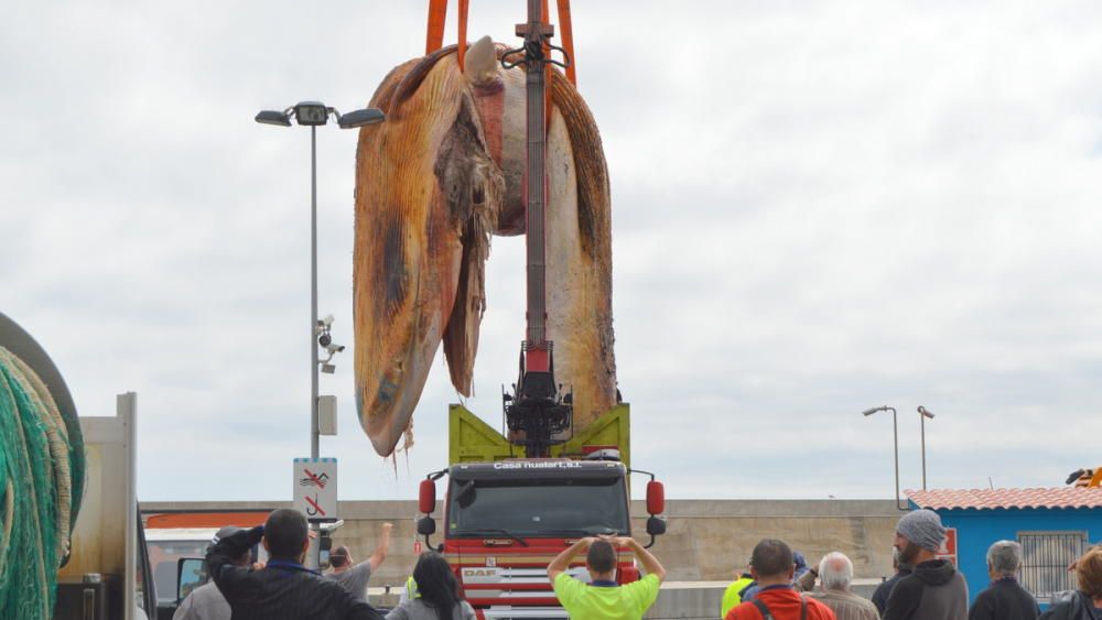 Extracció de la balena morta a Blanes