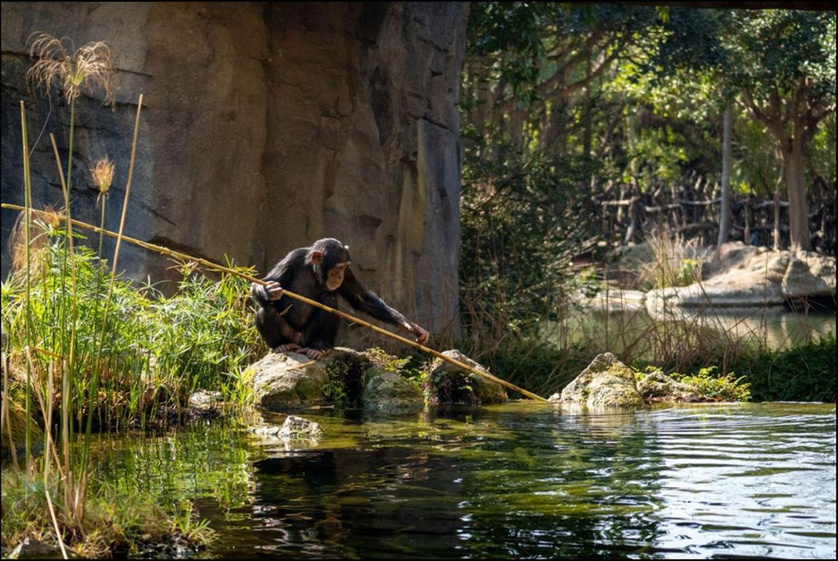 Los visitantes de Bioparc Valencia pueden observar en primera persona chimpancés y gorilas