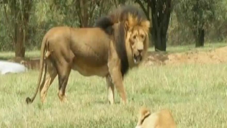 Muere una turista que sufrió el ataque de un león