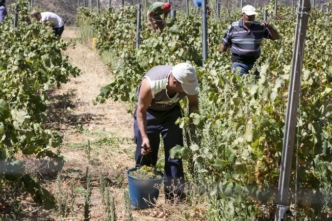 VENDIMIA EN TEJEDA