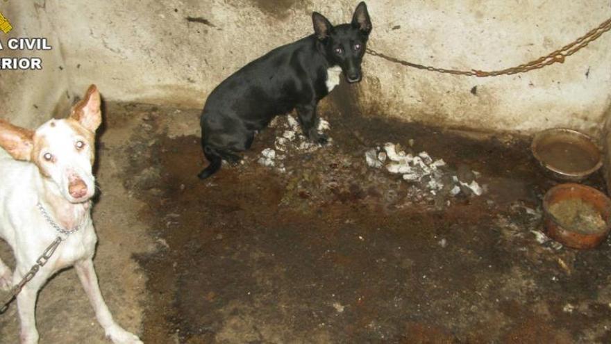 El Seprona rescata a 7 perros de una finca de Penáguila en pésimas condiciones higiénicas