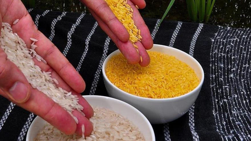 El arroz dorado