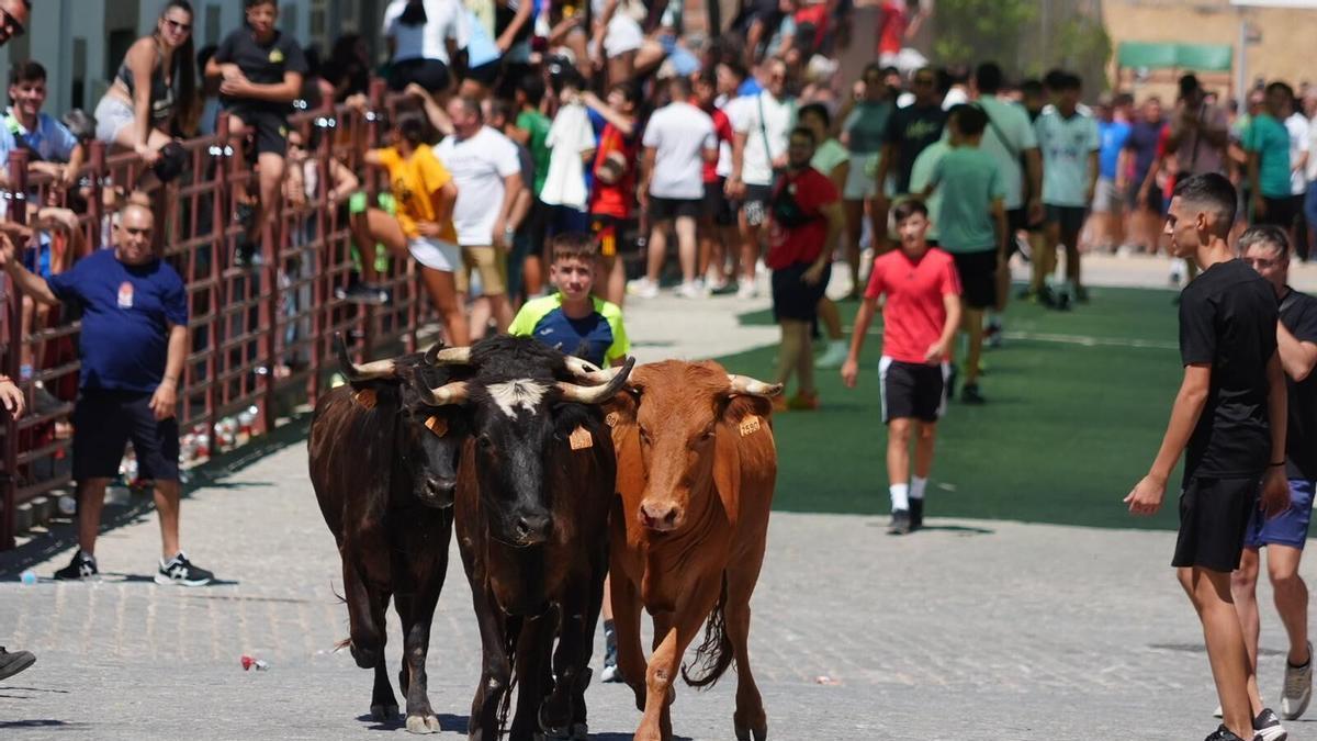 Emoción y carreras en la suelta de vaquillas de Añora, que disfruta de su feria en honor a la Virgen de la Peña