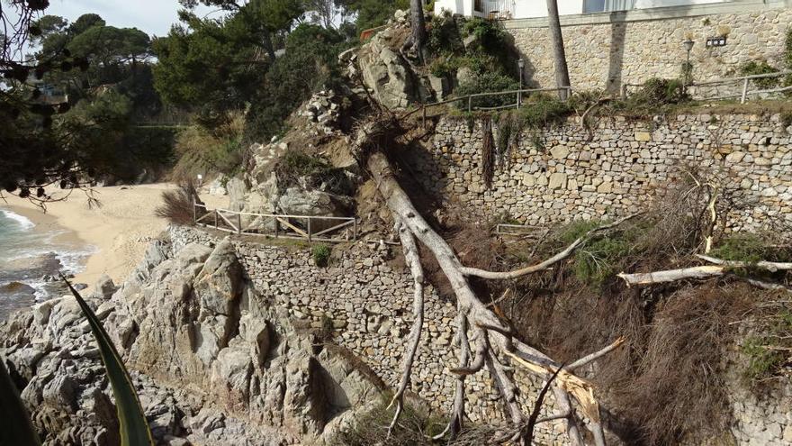 Un dels pins caiguts aquest cap de setmana que ha bloquejat el camí de ronda