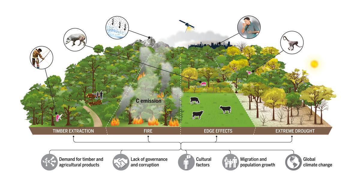 Figura resumen de las causas de la degradación en la Amazonía.