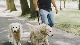 La Ley de Bienestar Animal lo confirma: los dueños tinerfeños que utilicen estos elementos para limitar la movilidad de sus mascotas se enfrentan a elevadas sanciones económicas