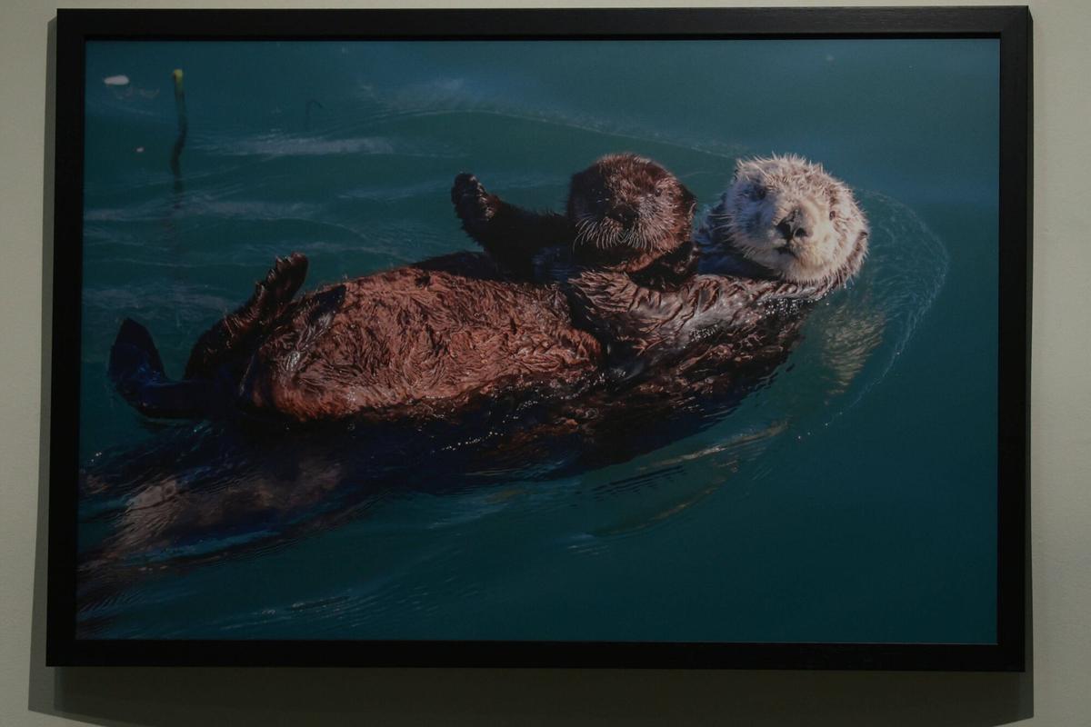 45 especies de animales exponen su maternidad  crianza