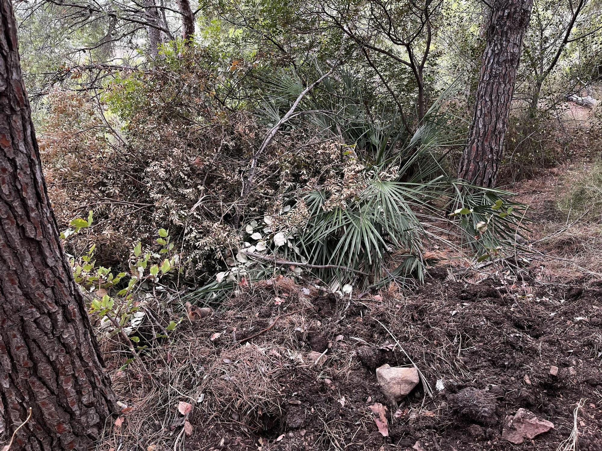 Las imágenes de la pista ilegal abierta en la Vilavella para practicar BTT