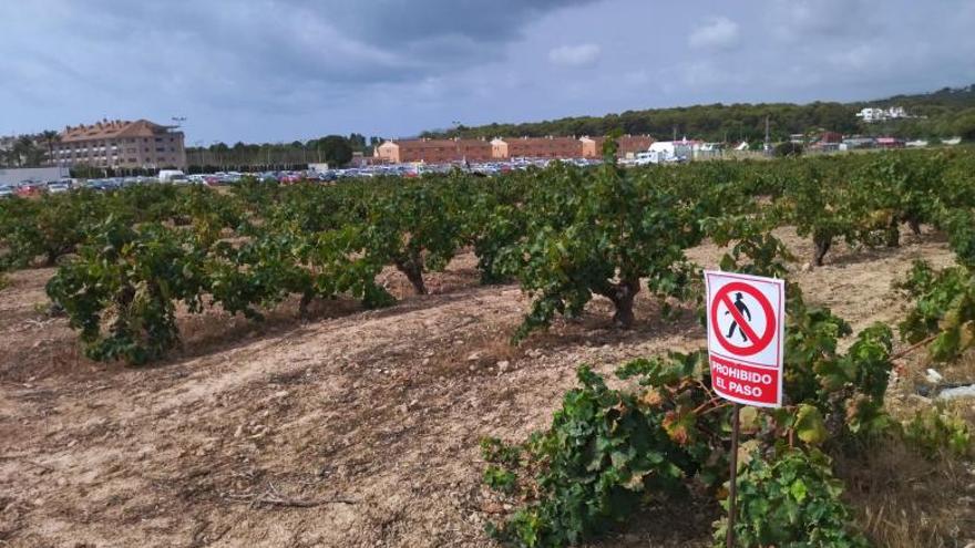 Viñas que resisten y hacen paisaje en Moraira