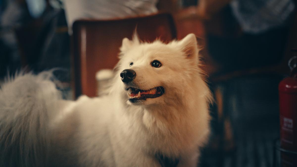 Perro samoyedo.