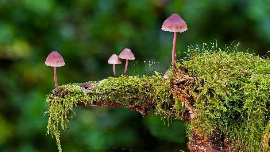 Descubren que los hongos se comunican entre sí con un lenguaje propio