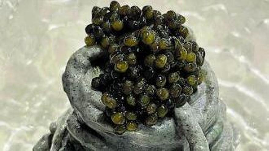 Espagueti Petrilli  con crema de sésamo  negro, sardina  ahumada y caviar 