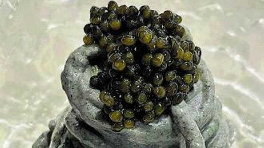 Espagueti Petrilli con crema de sésamo negro, sardina ahumada y caviar