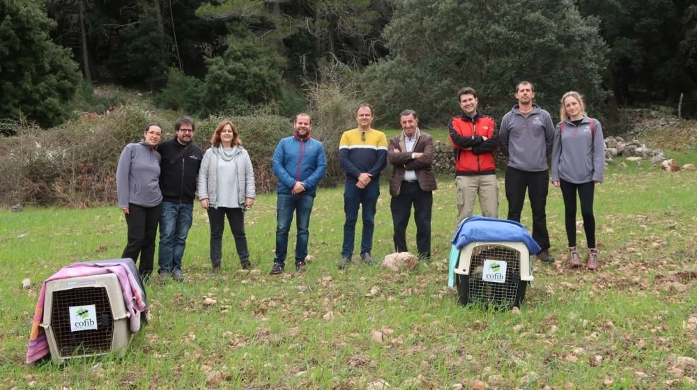 Liberan dos buitres en la finca de Binifaldó