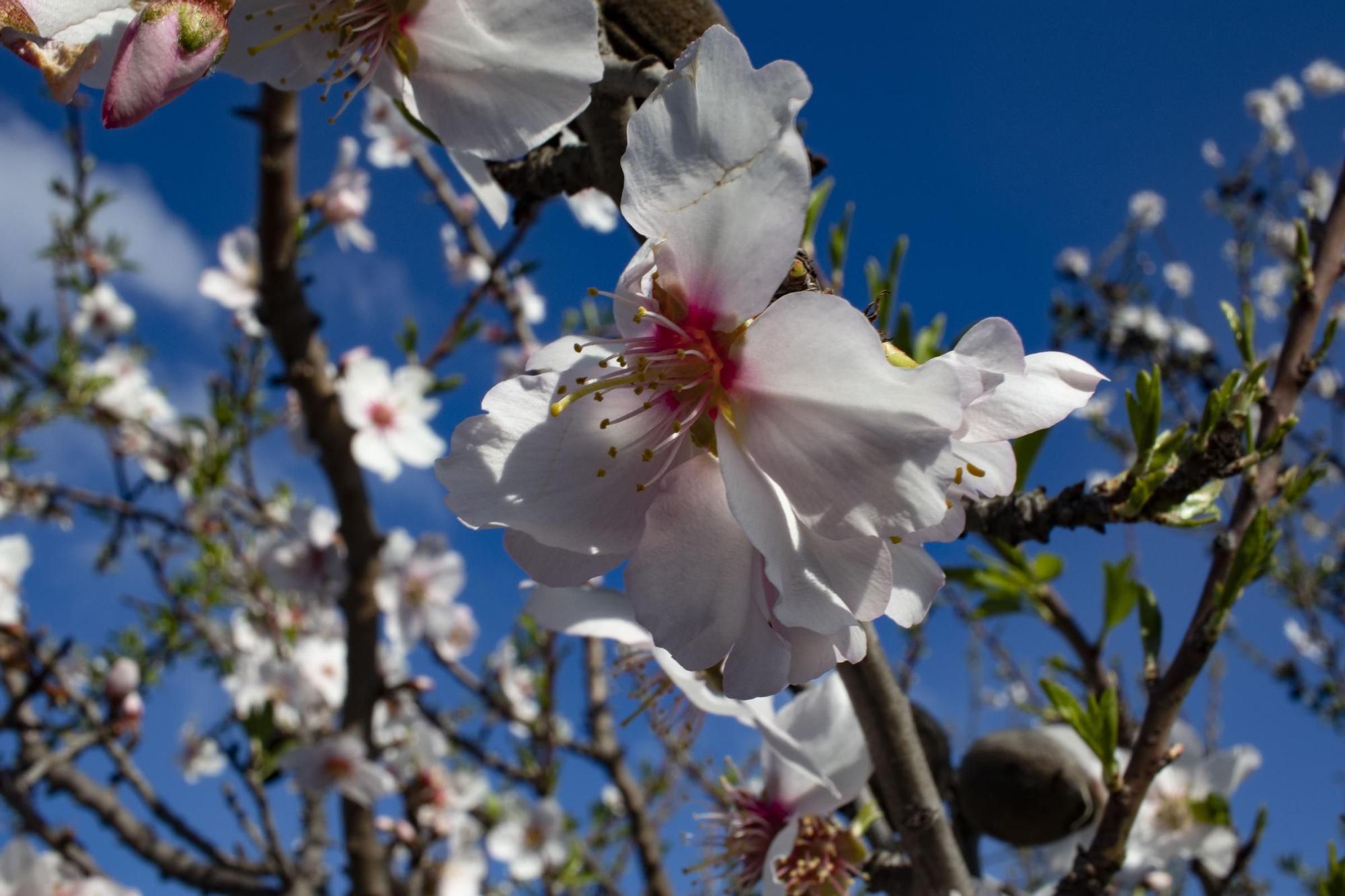 Los almendros en flor ya alegran los paisajes valencianos