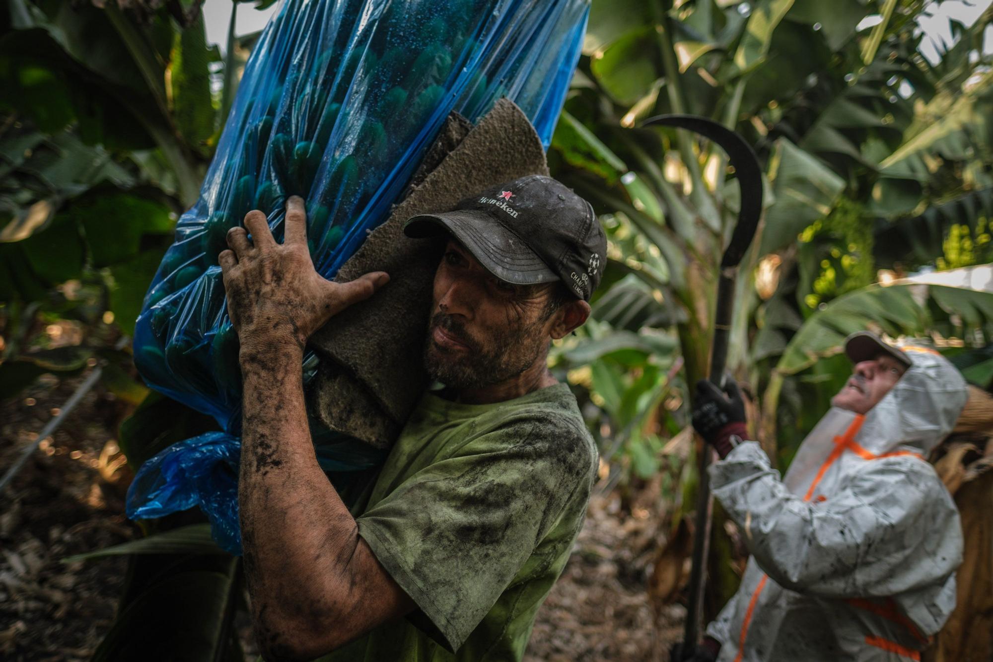 Corte, transporte y empaquetado de plátanos en La Palma