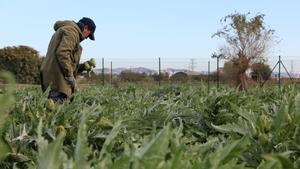 Cosecha de alcachofas en el Parc Agrari del Baix Llobregat