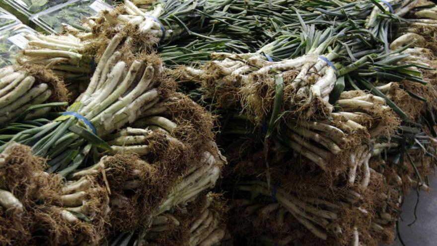 La producció de calçots d&#039;enguany serà superior a la mitjana.