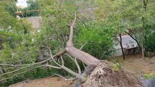 El temporal deja en Cabra una estela de árboles caídos y roturas en mobiliario urbano
