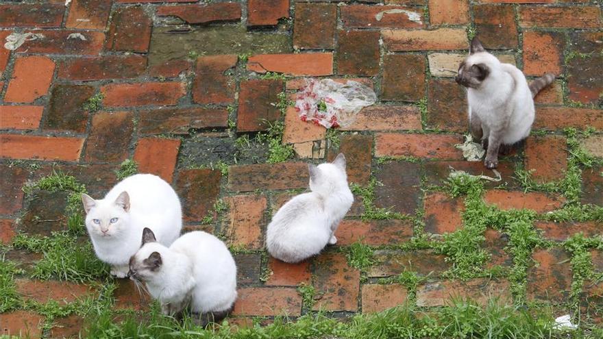 Los veterinarios piden &quot;seriedad&quot; a los municipios extremeños para controlar las colonias de gatos